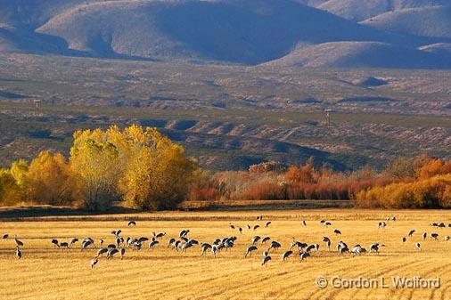 Cranes In A Field_72719.jpg - Sandhill Cranes (Grus canadensis) photographed in the Bosque del Apache National Wildlife Refuge near San Antonio, New Mexico USA. 